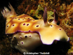 Nudibranch in Okinawa. Canon S3 IS with Ikelite housing a... by Kristopher Thornhill 